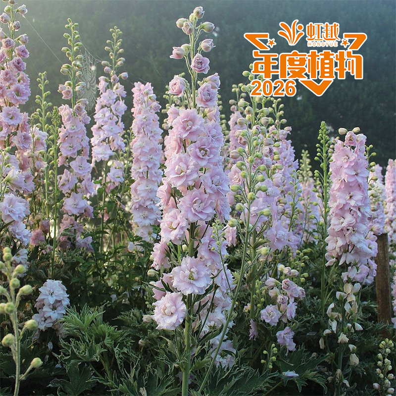 9001cc��ɳ�Գ�Ϊ��?�󻨷���ݡ���ʹ��