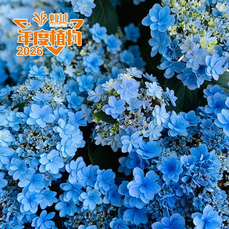 �׶�?�����򡮼ѳ� Plus��