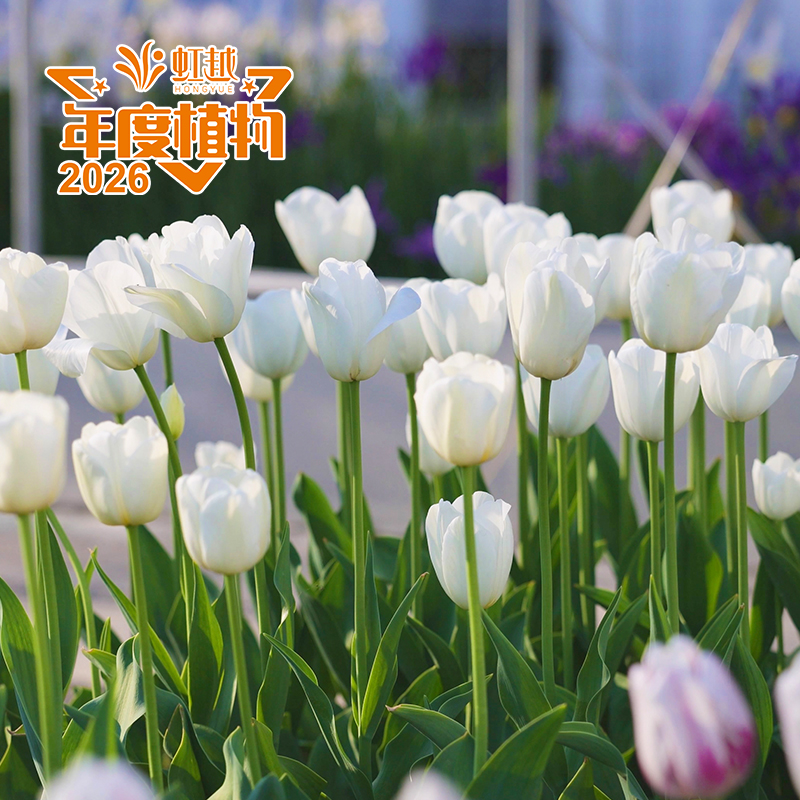 ����?�����㡮��ѩ������