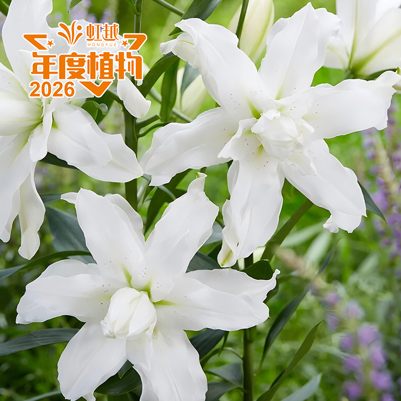 ����?�ٺϡ��������