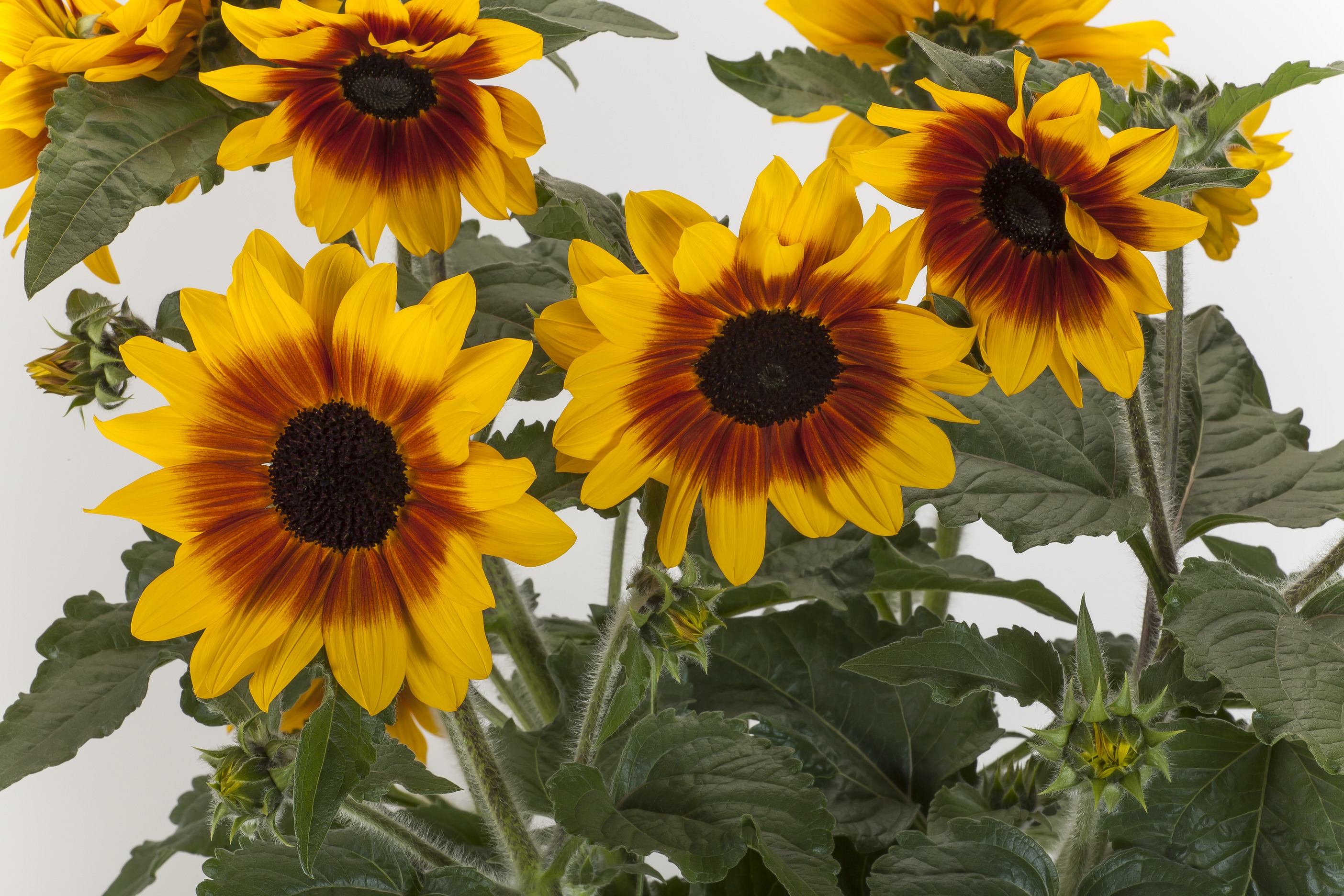 ���տ� �������� �ƻ����� 1.jpg